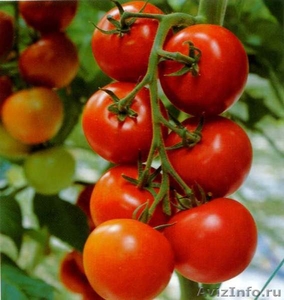 купим крупным оптом томат - Изображение #1, Объявление #1009272