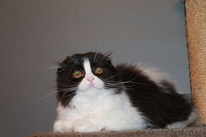 шотландские котята скоттиш фолд. страйт, хайленд - Изображение #5, Объявление #989941