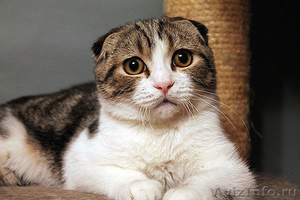 шотландские котята скоттиш фолд. страйт, хайленд - Изображение #6, Объявление #989941