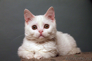 шотландские котята скоттиш фолд. страйт, хайленд - Изображение #1, Объявление #989941