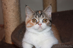 шотландские котята скоттиш фолд. страйт, хайленд - Изображение #3, Объявление #989941