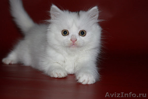 шотландские котята скоттиш фолд. страйт, хайленд - Изображение #4, Объявление #989941