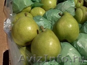 Прямые поставки  груши, яблок  из Аргентины,Чили - Изображение #2, Объявление #1033968