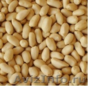 Прямые поставки  арахиса  - Изображение #2, Объявление #1033975