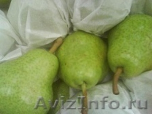 Прямые поставки  груши, яблок  из Аргентины,Чили - Изображение #1, Объявление #1033968