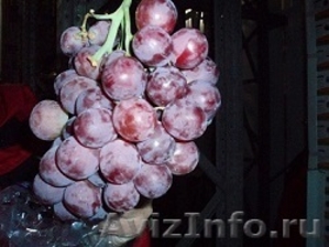 Прямые поставки  винограда  - Изображение #1, Объявление #1033969