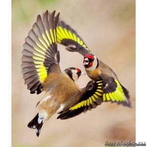 Щегол - певчие птицы - Изображение #1, Объявление #1077540