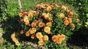 Хризантема, флоксы, всё зимостойко, сам выращиваю  - Изображение #9, Объявление #1095468