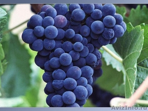 виноград крупным оптом - Изображение #1, Объявление #1170274