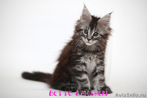 Котёнок  Мейн-кун, предлагается - Изображение #5, Объявление #1205622