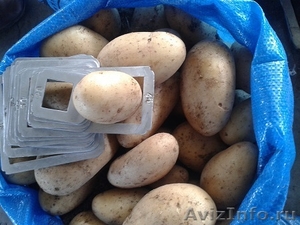 Прямые поставки картофеля , лука  из Египта - Изображение #3, Объявление #1202590