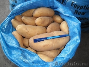 Прямые поставки картофеля , лука  из Египта - Изображение #4, Объявление #1202590