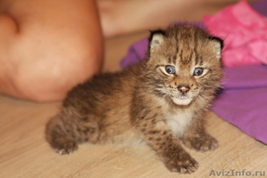 Продам котенка Канадской рыси(лат.Lynx canadensis) - самый мелкий подвид! - Изображение #1, Объявление #1217476