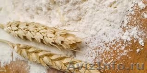 клейковина пшеничная (глютен) - Изображение #1, Объявление #1241165