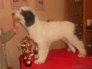 южнорусской овчарки щенка продаю - Изображение #1, Объявление #1245825