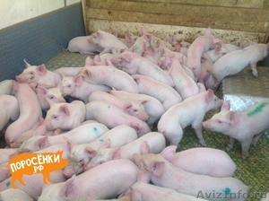порода свиней ландрас - Изображение #1, Объявление #1264638