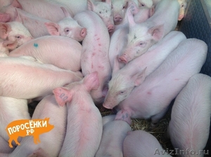 мясные породы свиней - Изображение #1, Объявление #1264644