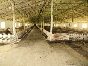 АРЕНДА / ПРОДАЖА  готовый бизнес - Свиноводческая  товарная ферма. - Изображение #2, Объявление #1269297