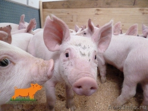продам свиней живым весом - Изображение #1, Объявление #1264657