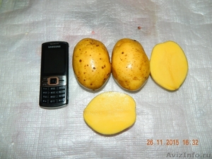 Картофель оптом от Фермеров СПб и ЛО - Изображение #1, Объявление #1352237