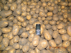 Картофель оптом от Фермеров СПб и ЛО - Изображение #2, Объявление #1352237