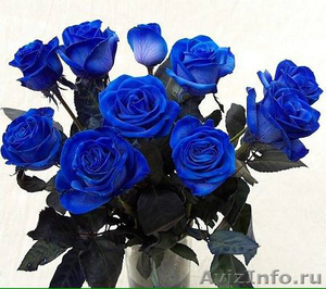 Синие розы от 200 руб./шт. - Изображение #1, Объявление #1365766