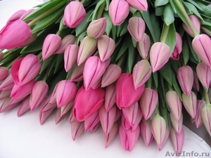 Тюльпаны-выгонка к 8 Марта,14 февраля - Изображение #1, Объявление #1363646