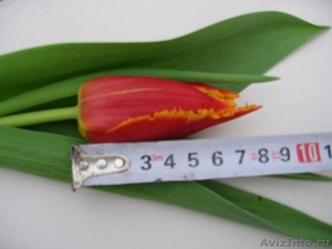 Тюльпаны-выгонка к 8 Марта,14 февраля - Изображение #2, Объявление #1363646