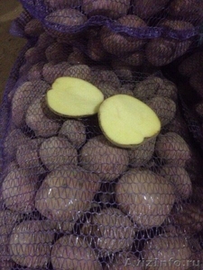 Картофель оптом от производителя 8 руб/кг - Изображение #1, Объявление #1338500