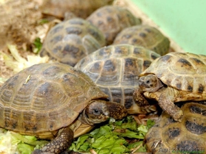 Черепахи сухопутные оптом - Изображение #1, Объявление #1417930