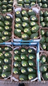 Продаем авокадо из Испании - Изображение #1, Объявление #1455738