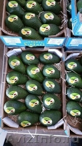 Продаем авокадо из Испании - Изображение #2, Объявление #1455738