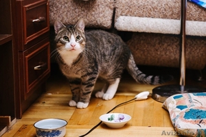 Рассудительный кот с умными глазами - Изображение #2, Объявление #1468409