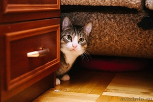 Рассудительный кот с умными глазами - Изображение #3, Объявление #1468409