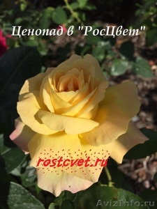 Ценопад на цветы в интернет-магазине "РосЦвет" в Питере - Изображение #1, Объявление #1487183