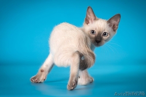 Котята миниатюрной породы скиф-той-боб - Изображение #2, Объявление #1496812