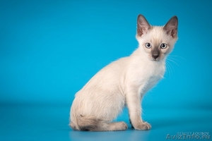 Котята миниатюрной породы скиф-той-боб - Изображение #4, Объявление #1496812