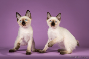 Котята миниатюрной породы скиф-той-боб - Изображение #5, Объявление #1496812