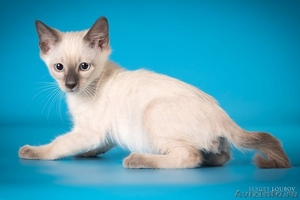 Котята миниатюрной породы скиф-той-боб - Изображение #3, Объявление #1496812