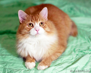 Королевский рыжий кот Тоша ищет дом - Изображение #2, Объявление #1526238