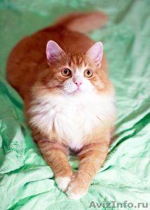 Королевский рыжий кот Тоша ищет дом - Изображение #3, Объявление #1526238
