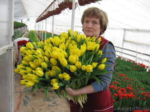 Тюльпаны от производителя к 8 марта - Изображение #2, Объявление #1198674