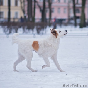 Аделина, собака с семейным характером - Изображение #3, Объявление #1535110