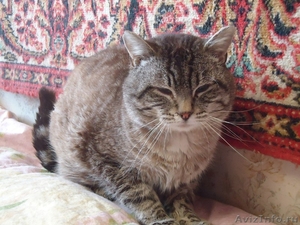 Ищет дом кот - диванная подушка - Изображение #1, Объявление #1539206