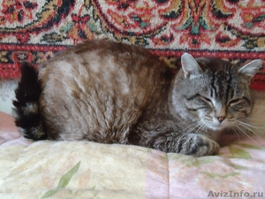 Ищет дом кот - диванная подушка - Изображение #2, Объявление #1539206