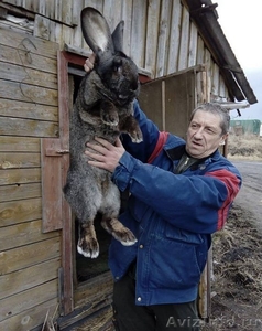 Продаю племенных кроликов.(Бельгийский Фландр) - Изображение #5, Объявление #904005