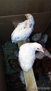 Продам цыплят и инкубационное яйцо Пушкинской породы - Изображение #2, Объявление #1553248