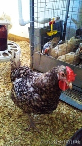 Продам цыплят и инкубационное яйцо Пушкинской породы - Изображение #5, Объявление #1553248