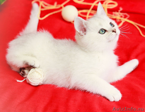 Британские котята окраса серебристая шиншилла - Изображение #3, Объявление #1560292