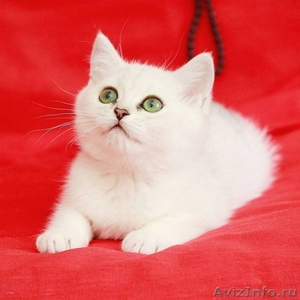 Британские котята окраса серебристая шиншилла - Изображение #2, Объявление #1560292